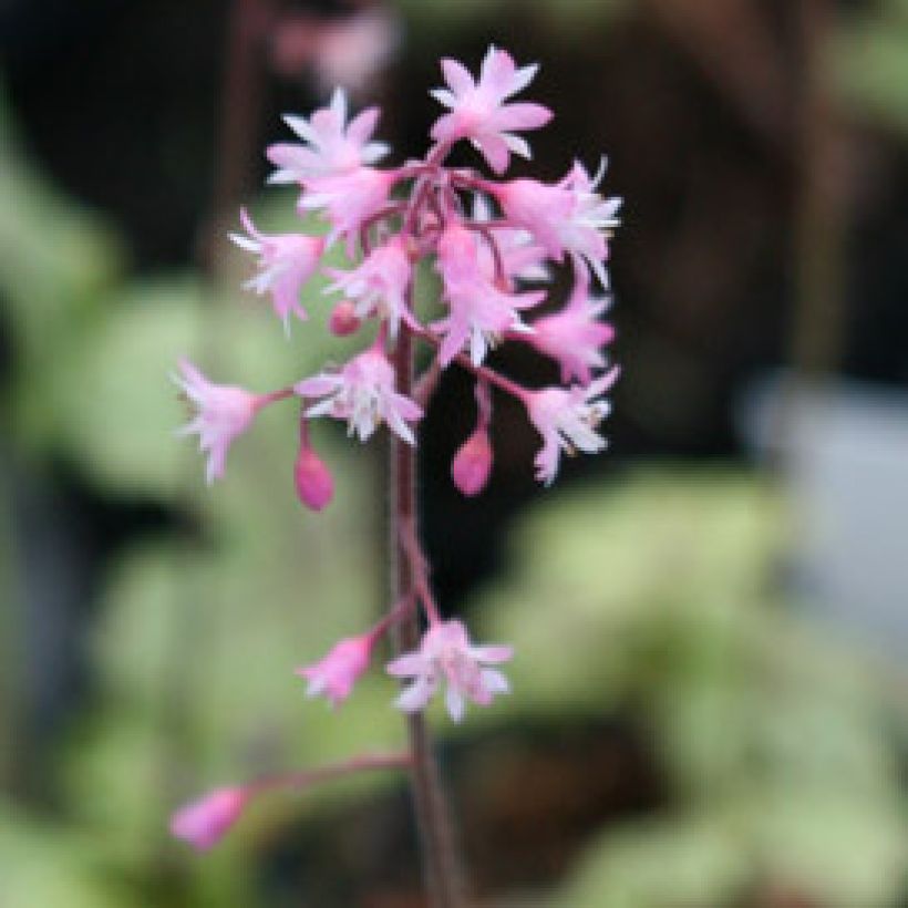 Heucherella Tapestry (Flowering)