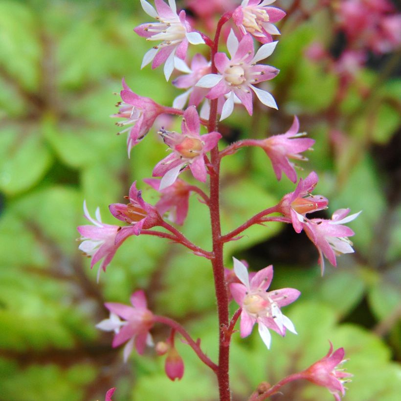 Heucherella Tapestry (Flowering)