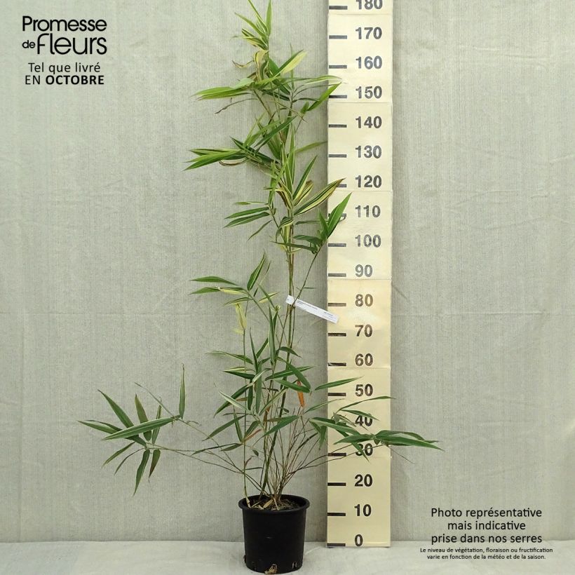 Hibanobambusa tranquillans Shiroshima - Petit bambou Pot de 4L/5L sample as delivered in autumn