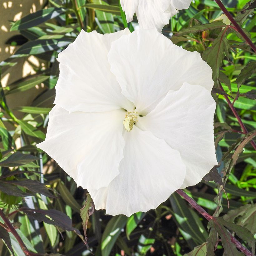 Hibiscus moscheutos Carousel® Ghost ® - Swamp Rose Mallow (Flowering)