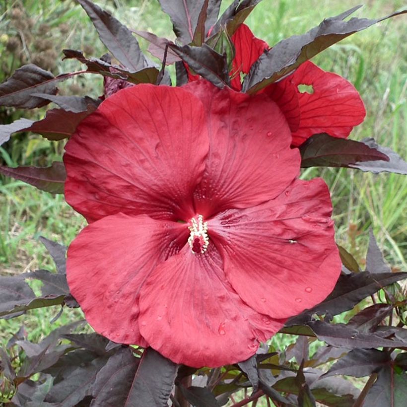 Hibiscus moscheutos Giant Red - Swamp Rose Mallow (Flowering)