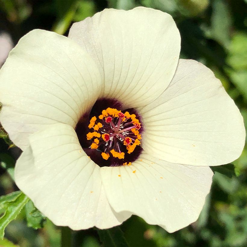 Hibiscus trionum - African Hibiscus (Flowering)