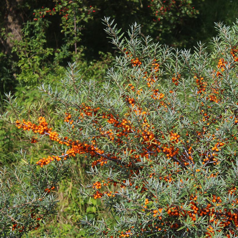 Hippophae rhamnoides Sirola - Sea buckthorn (Plant habit)