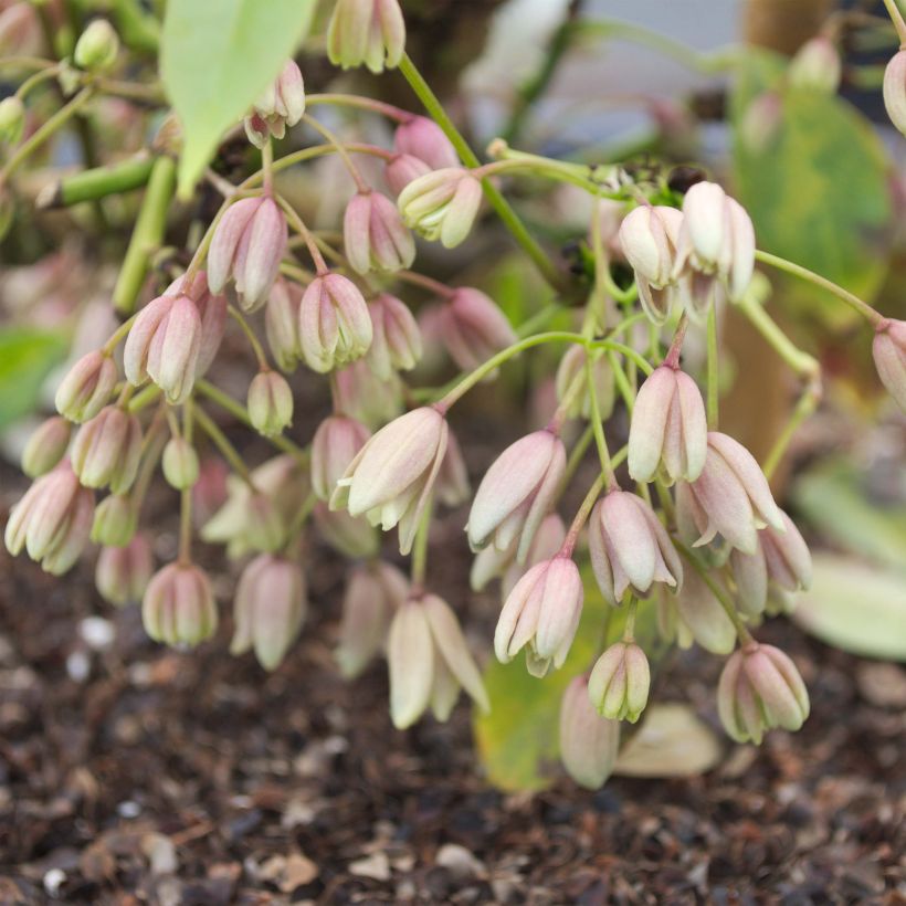 Holboellia traversii - China Bluebell (Flowering)