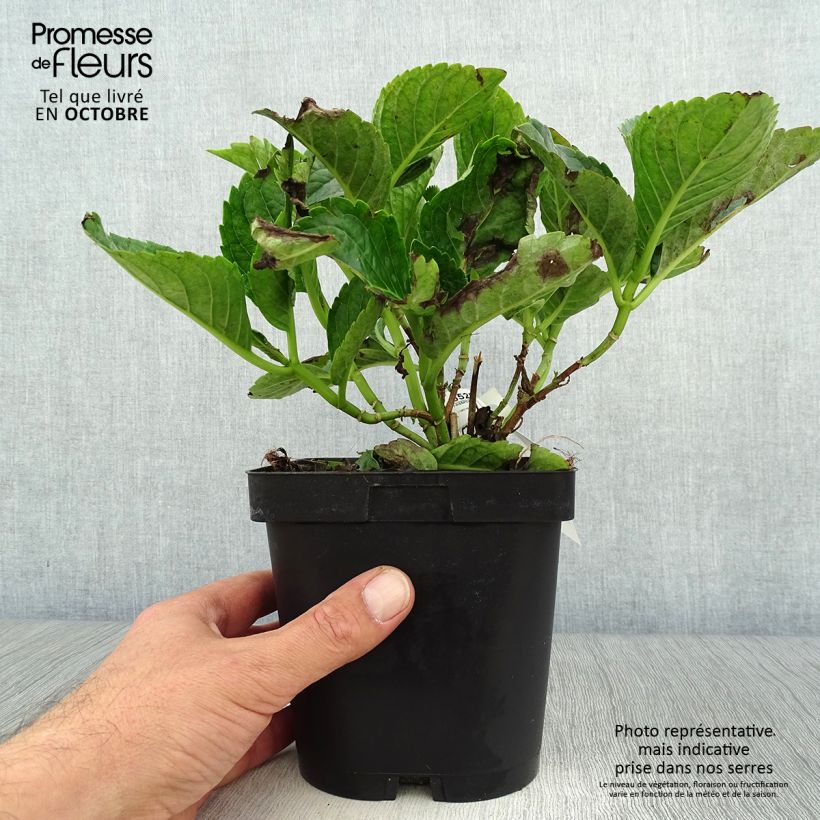 Hortensia macrophylla Constellation pot de 2/3L sample as delivered in autumn