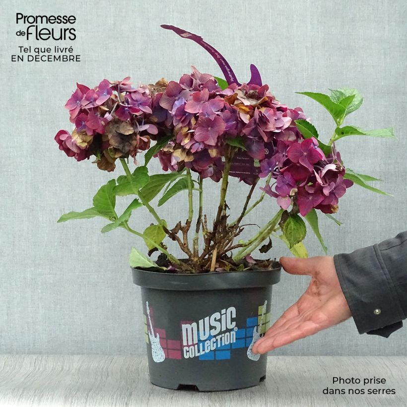 Hortensia - Hydrangea macrophylla Deep Purple Dance (Music Collection) Pot de 4L/5L sample as delivered in winter