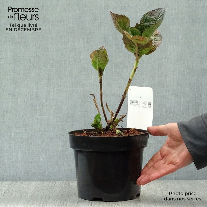 Hortensia - Hydrangea macrophylla Merveille Sanguine Pot de 2L/3L sample as delivered in winter