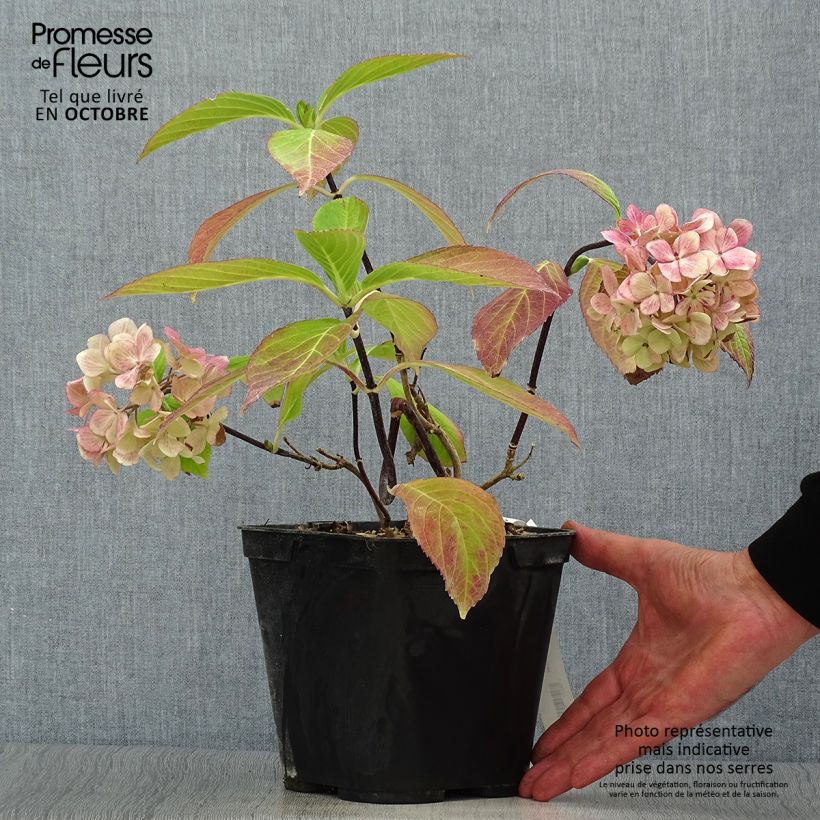 Hortensia - Hydrangea macrophylla Nigra Pot de 2L/3L sample as delivered in autumn