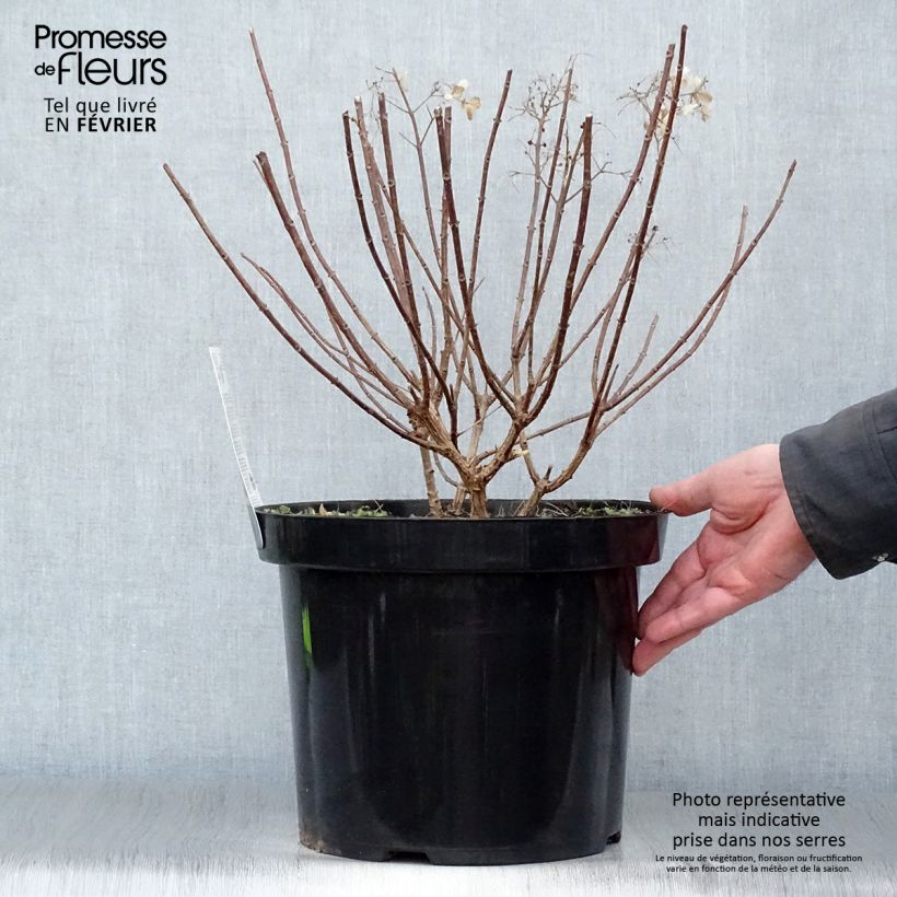 Hydrangea paniculata Bobo en pot de 10L sample as delivered in winter