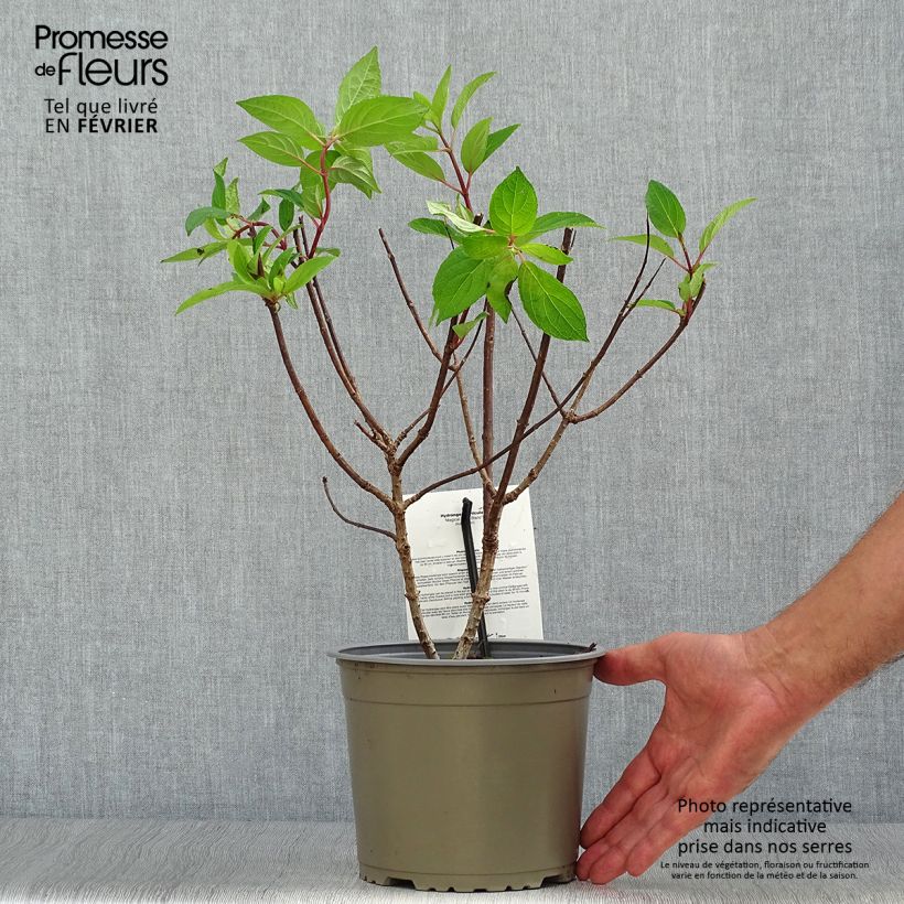 Hortensia - Hydrangea paniculata Magical Mont Blanc Pot de 3L/4L sample as delivered in autumn