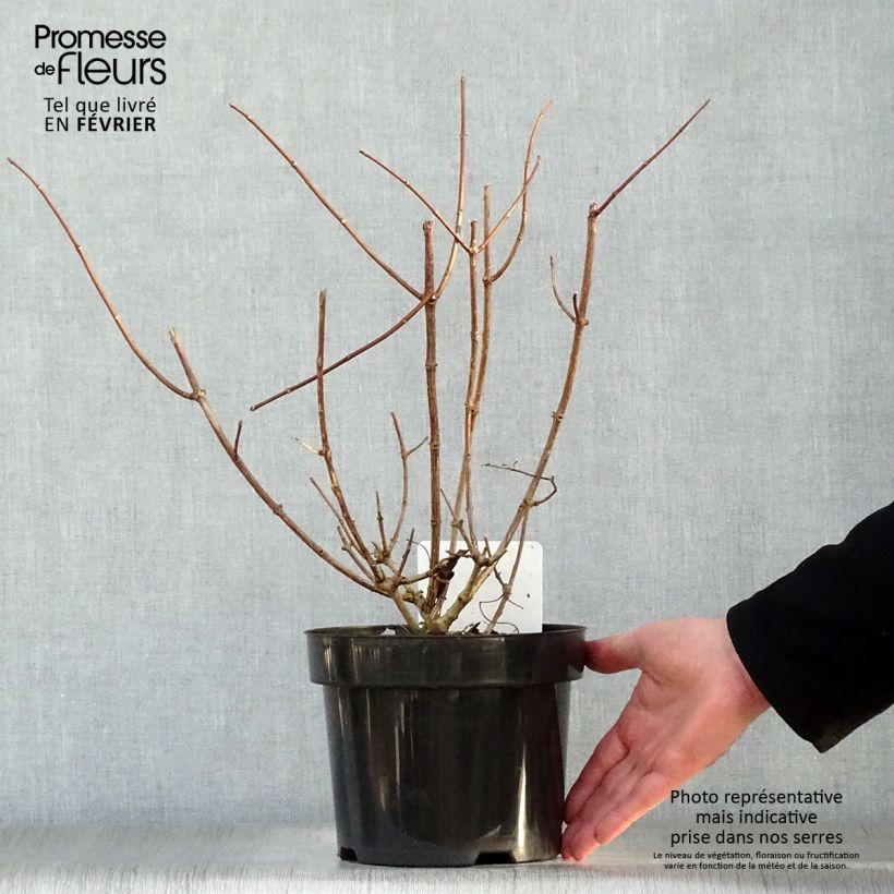 Hortensia - Hydrangea paniculata Sundae Fraise en pot de 3L sample as delivered in winter