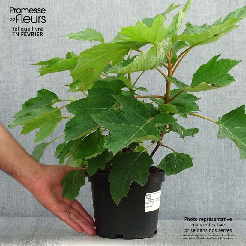 Hortensia quercifolia Munchkin Pot de 2L/3L sample as delivered in autumn