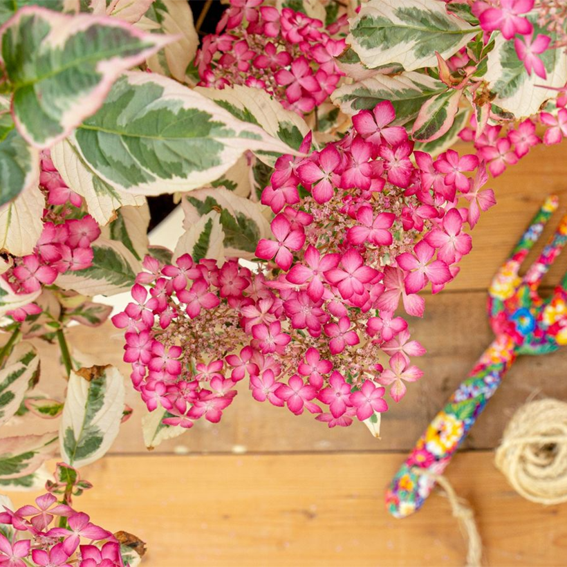 Hydrangea serrata Euphoria Pink (Flowering)