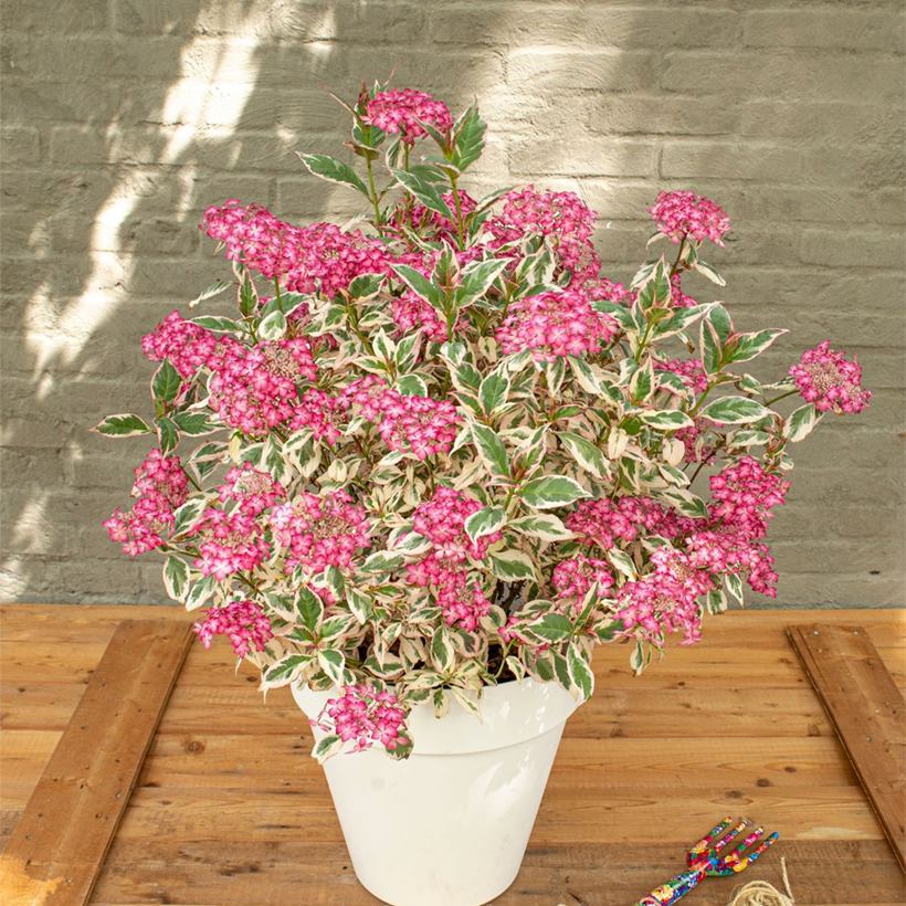 Hydrangea serrata Euphoria Pink (Plant habit)