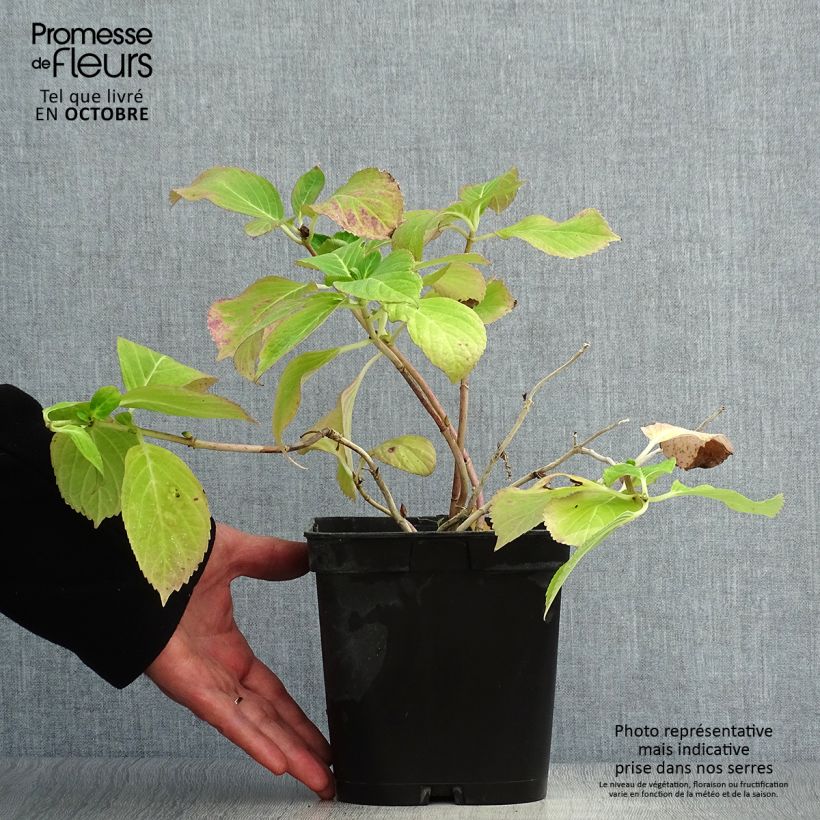 Hortensia macrophylla Mathilde Gutges Pot de 2L/3L sample as delivered in autumn