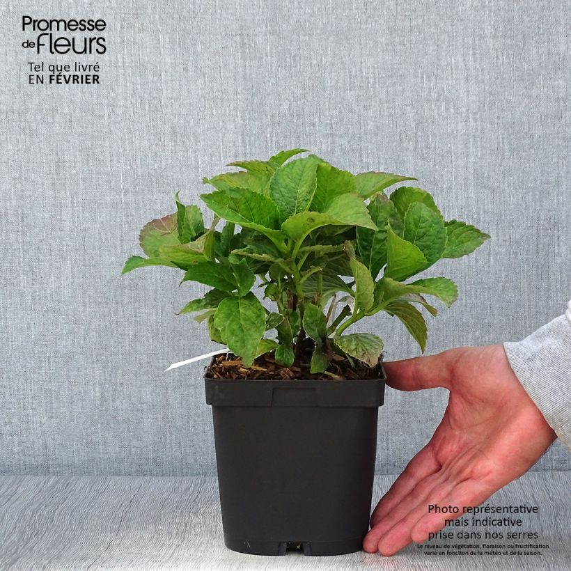 Hortensia macrophylla Eughen Hahn en pot de 2l/3l sample as delivered in autumn