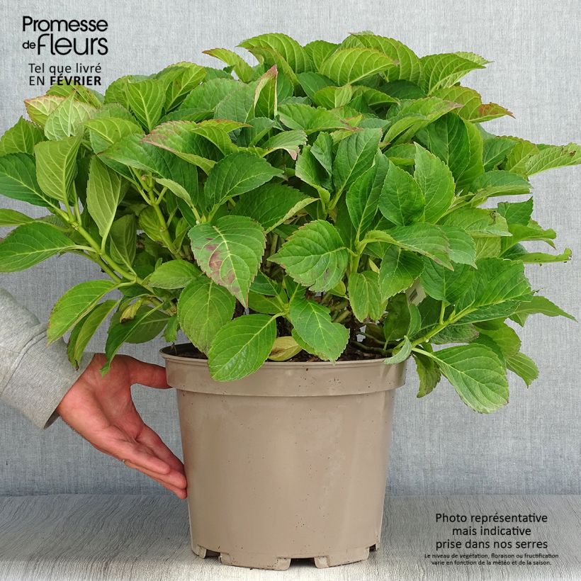 Hortensia macrophylla Eughen Hahn en pot de 7,5l/10l sample as delivered in autumn