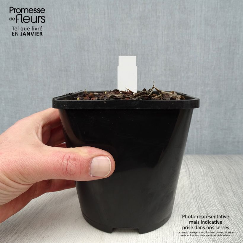 Hosta Captain’s Adventure Pot de 1,5L/2L sample as delivered in winter