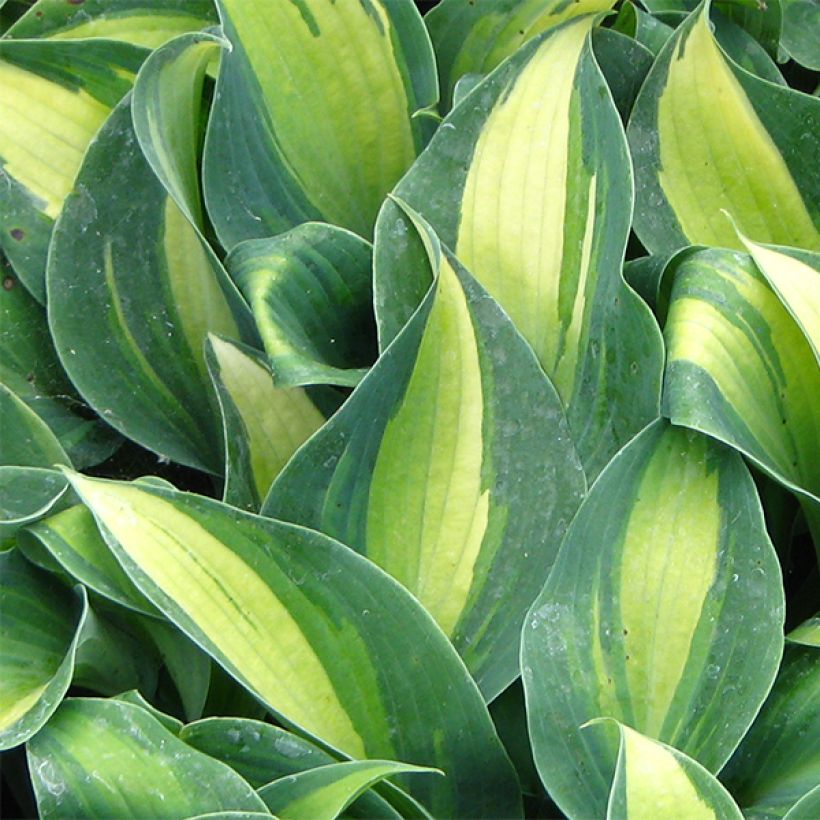 Hosta Grand Marquee (Foliage)