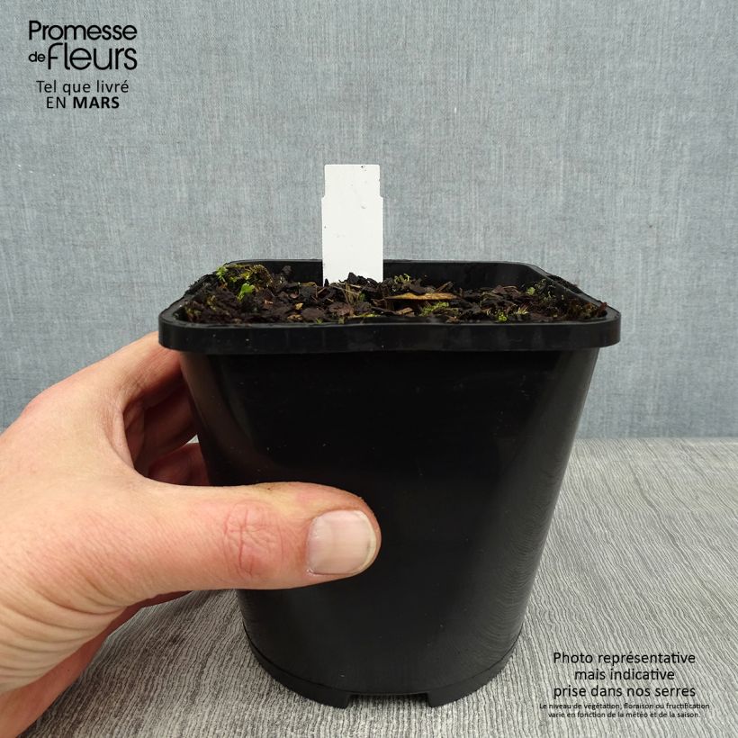 Hosta Great Escape Pot de 1,5L/2L sample as delivered in winter