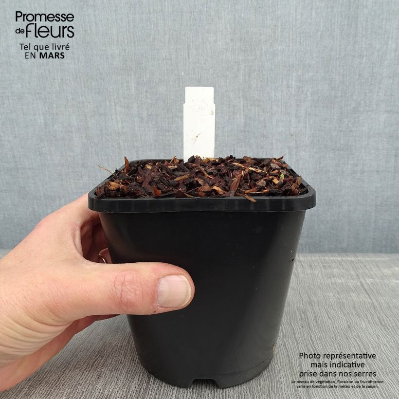 Hosta Guacamole Pot de 1,5L/2L sample as delivered in winter