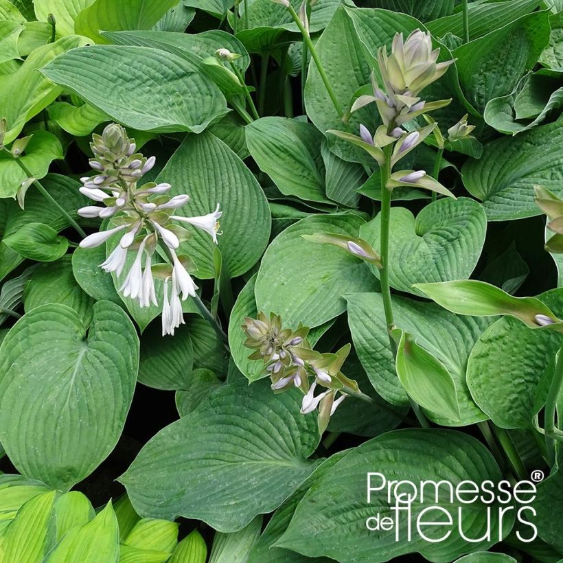 Hosta Jurassic Park (Plant habit)