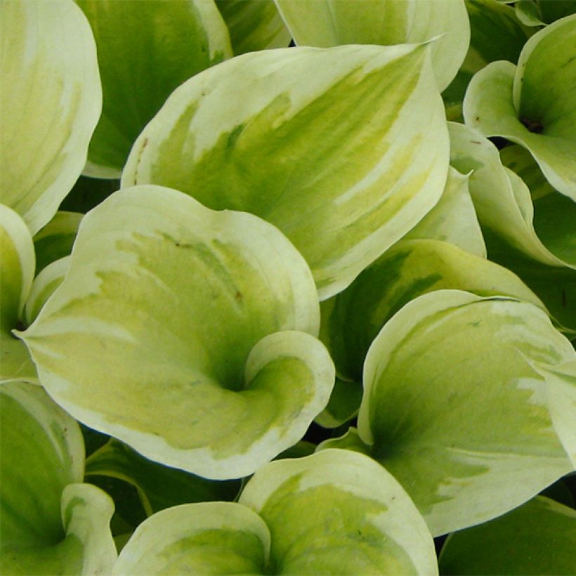 Hosta Liberty (Foliage)