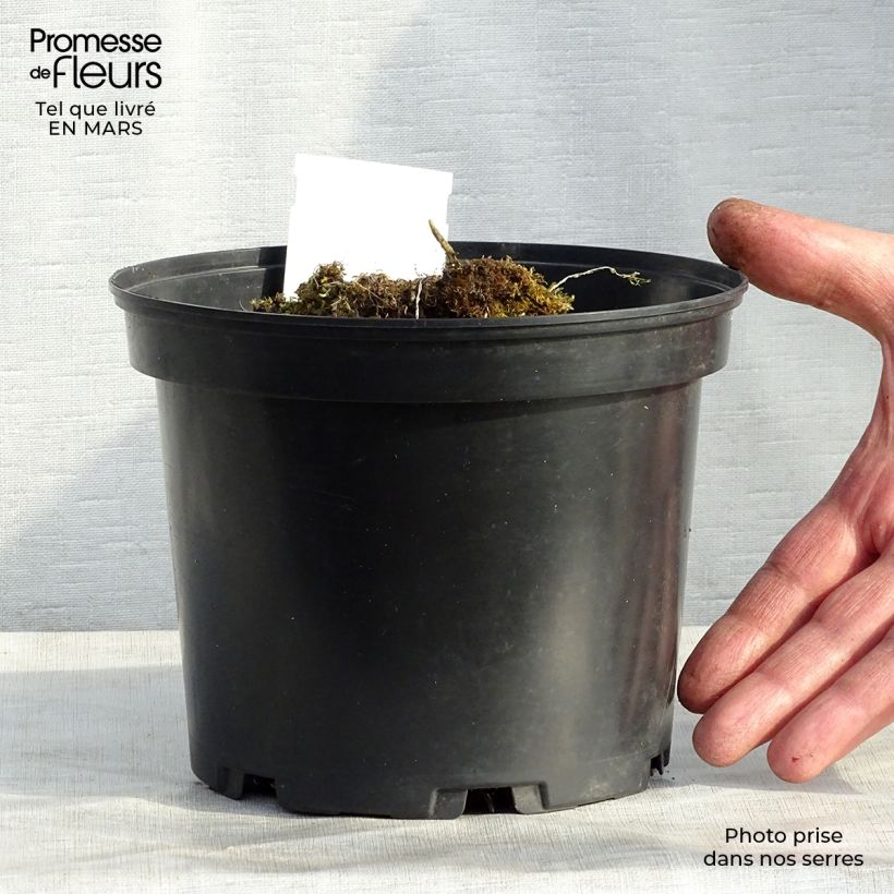 Hosta Mama Mia Pot de 2L/3L sample as delivered in winter