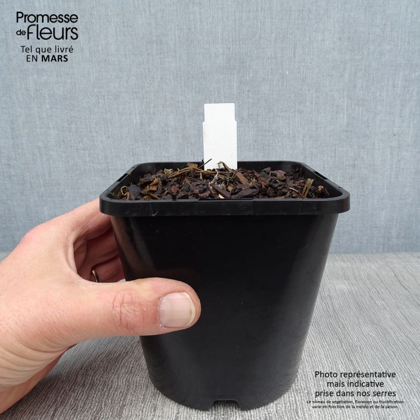 Hosta Paul Revere Pot de 1,5L/2L sample as delivered in winter