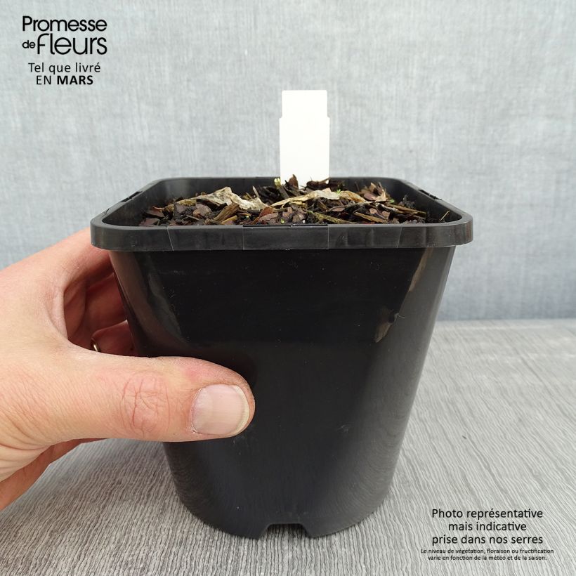 Hosta Ripple Effect Pot de 1,5L/2L sample as delivered in winter