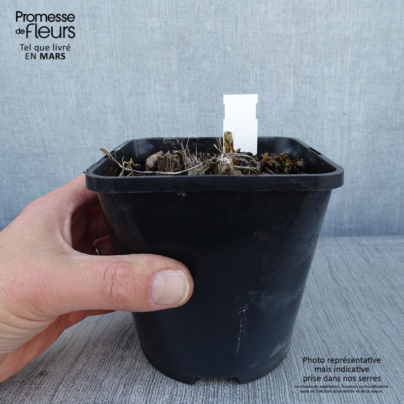 Hosta Spritzer Pot de 1,5L/2L sample as delivered in winter