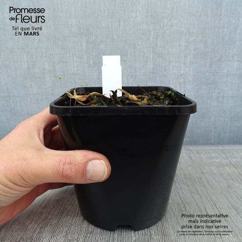 Hosta Victor Pot de 1,5L/2L sample as delivered in winter