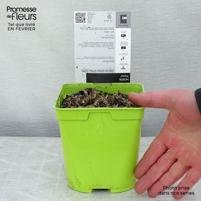 Hosta fortunei Patriot en pot de 2L/3L sample as delivered in winter