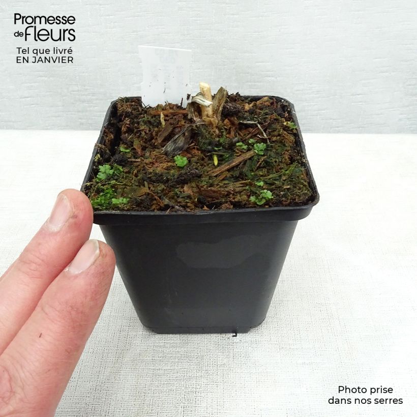 Hosta fortunei var hyacinthina Godet de 9cm sample as delivered in winter