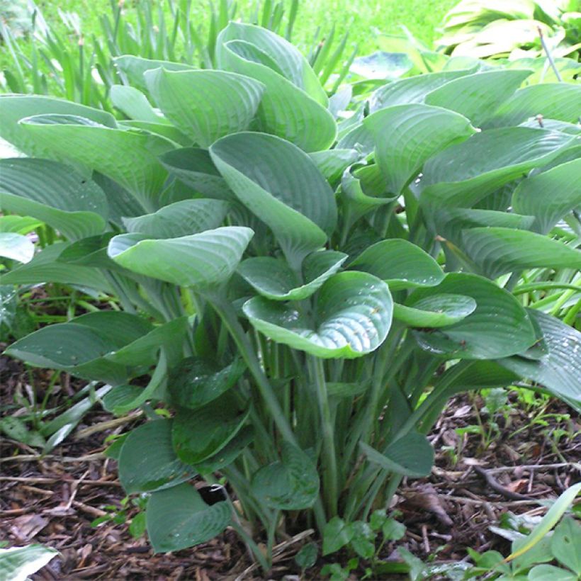 Hosta nigrescens (Plant habit)