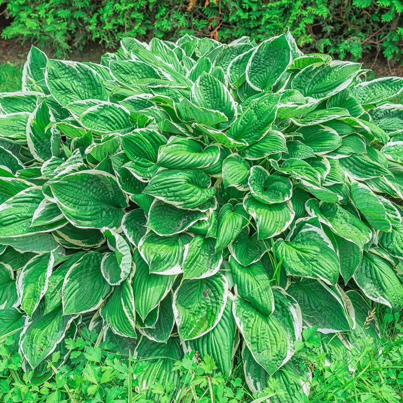 Hosta sieboldii var. alba (Plant habit)