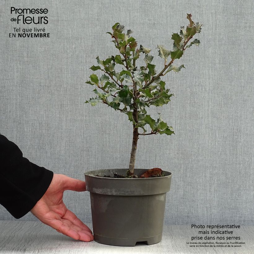 Houx américain - Ilex meserveae Blue Angel en pot de 2/3L sample as delivered in autumn