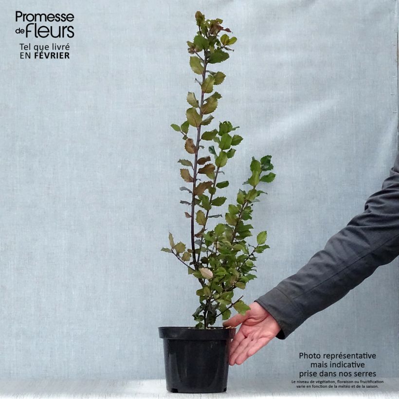 Houx américain - Ilex meserveae Blue princess Pot de 2L/3L sample as delivered in winter