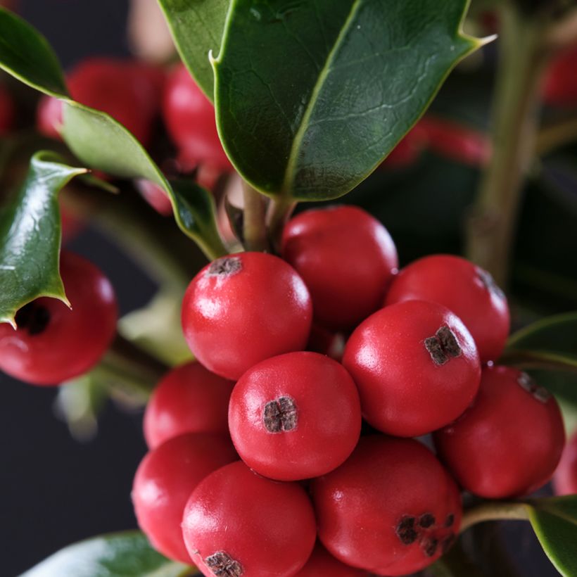 Ilex meserveae Magical Amoro Rosso (Harvest)