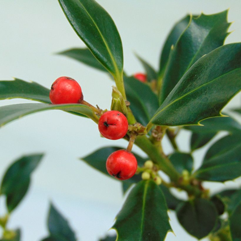 Ilex aquifolium Alaska - Common Holly (Harvest)