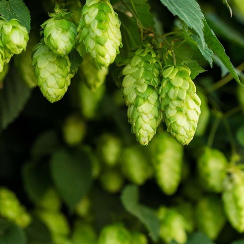 Humulus lupulus Target - Hop (Flowering)