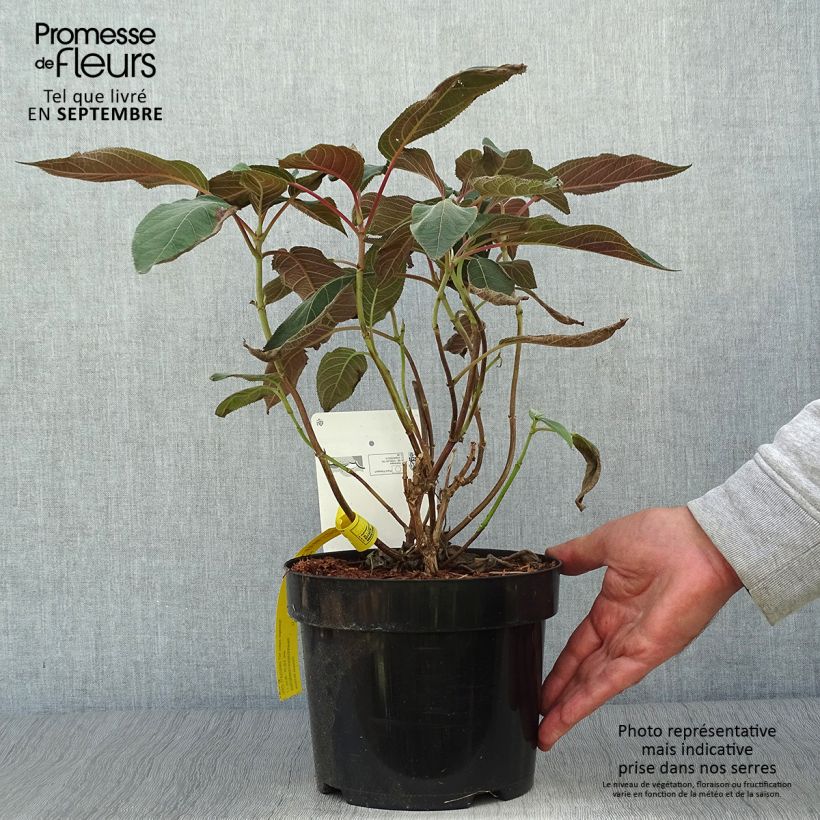 Hydrangea aspera Hot Chocolate - Hortensia brun  Pot de 3L/4L sample as delivered in autumn