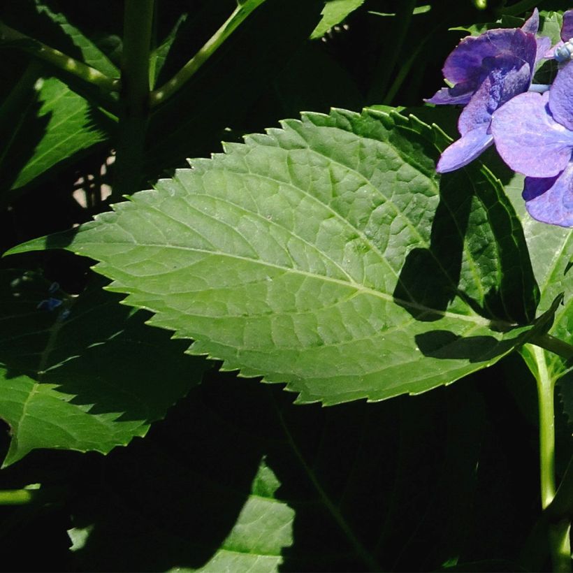 Hydrangea macrophylla Blue Sky (Foliage)