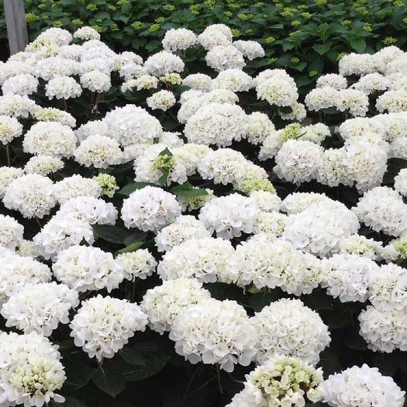 Hydrangea macrophylla Rendez-Vous Choco Pur (Flowering)