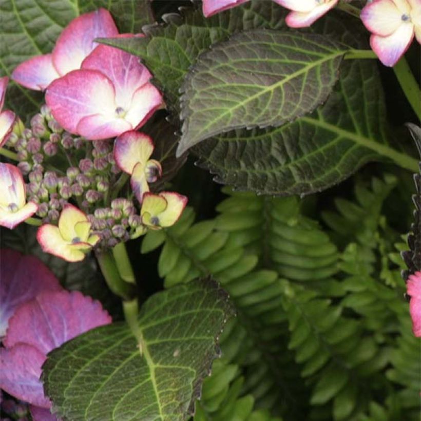 Hydrangea macrophylla Dark Angel Purple (Foliage)