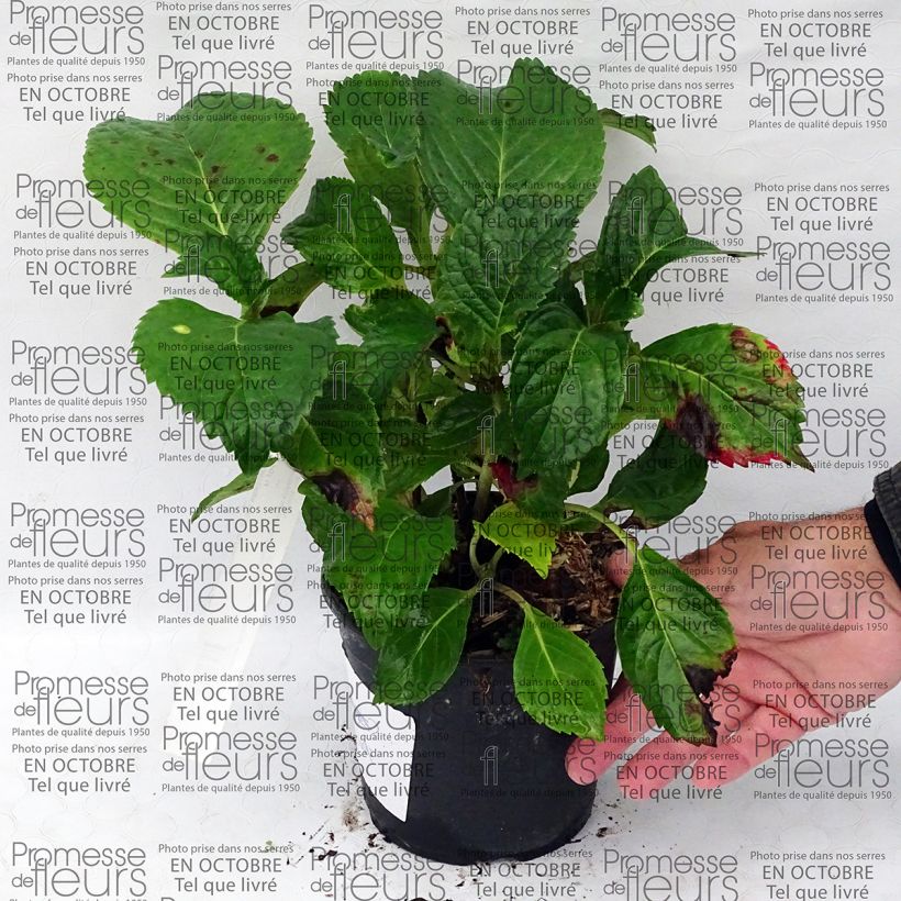 Example of Hydrangea macrophylla Dolce Fragola 4L/5L pot specimen as delivered