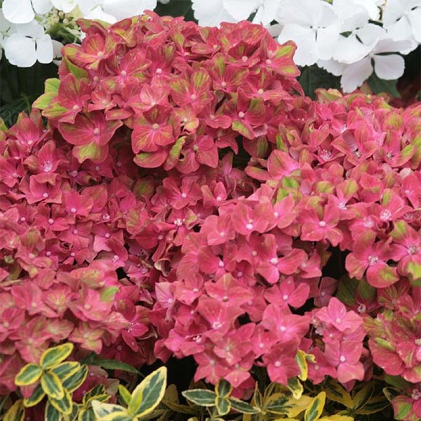 Hydrangea macrophylla Schloss Wackerbarth (Flowering)