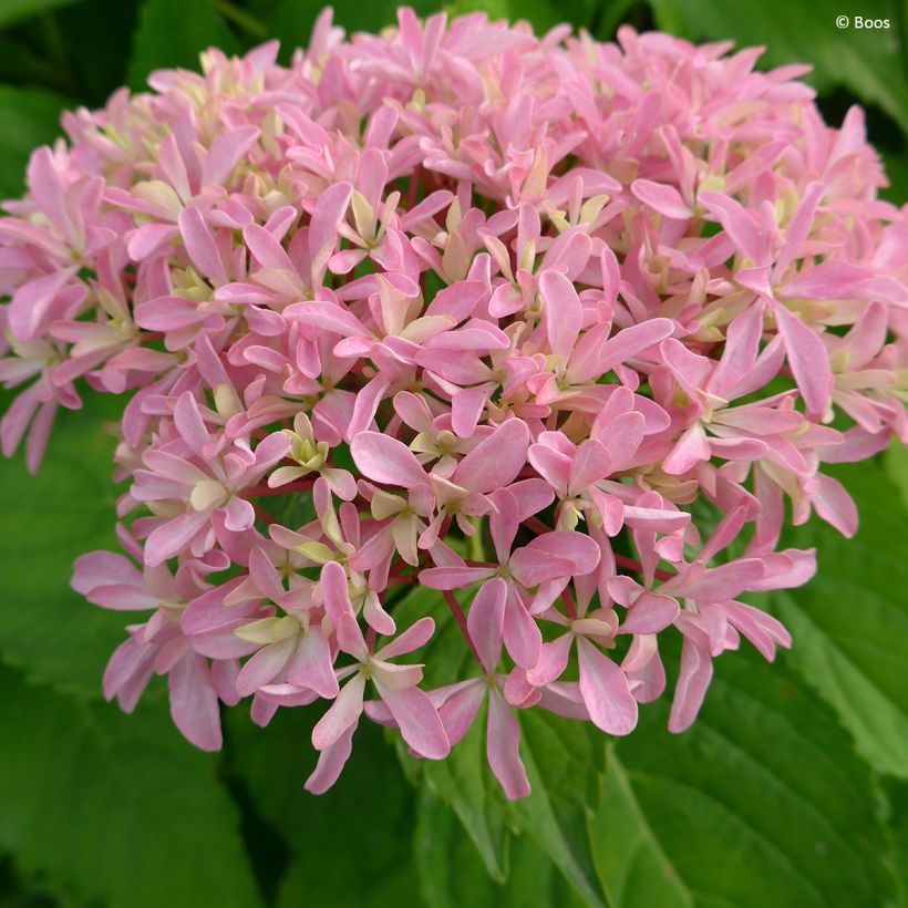 Hydrangea macrophylla Inspire (Flowering)