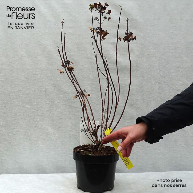 Hydrangea paniculata Dart's Little Dot Pot de 3L/4L sample as delivered in winter