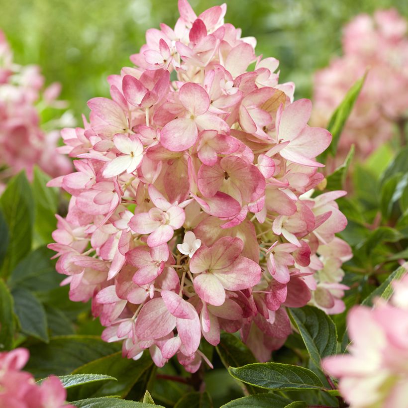 Hydrangea paniculata Groundbreaker (Flowering)